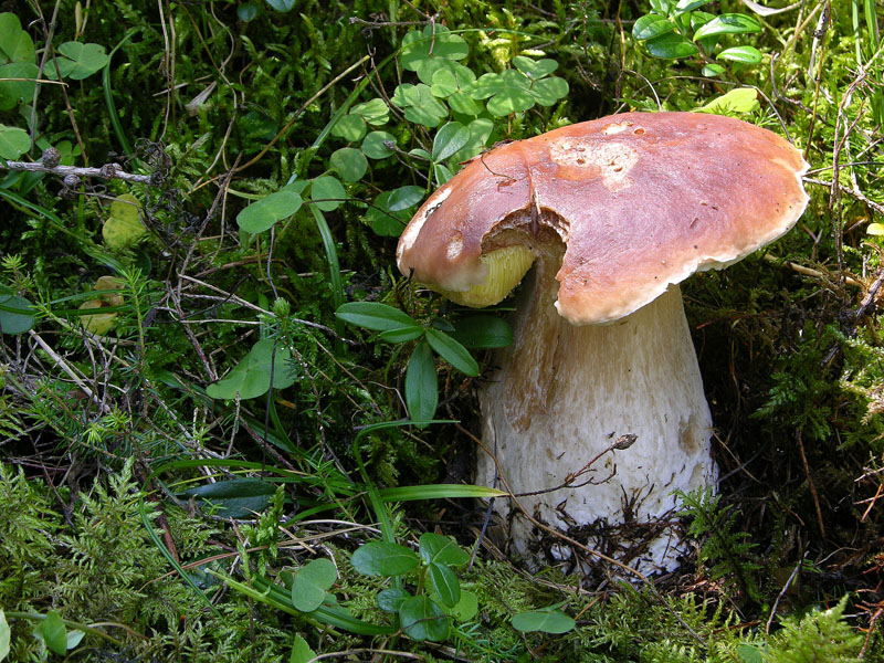 Boletus si Boletus no....